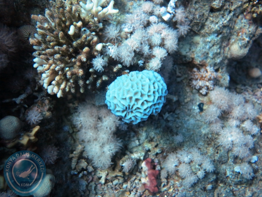 02-08 Aralık 2017 Sharm El Sheikh
