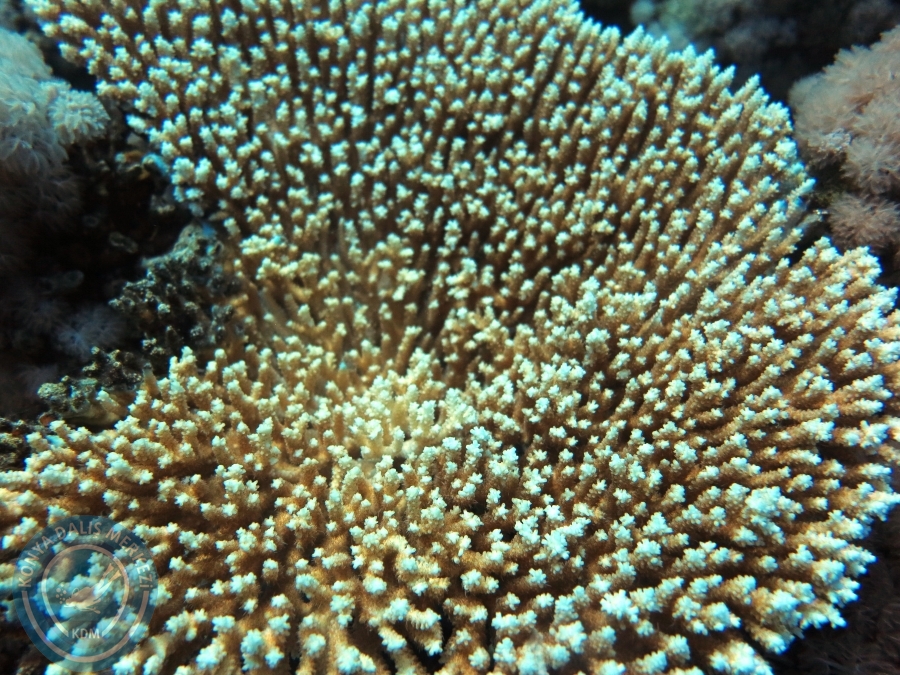 02-08 Aralık 2017 Sharm El Sheikh
