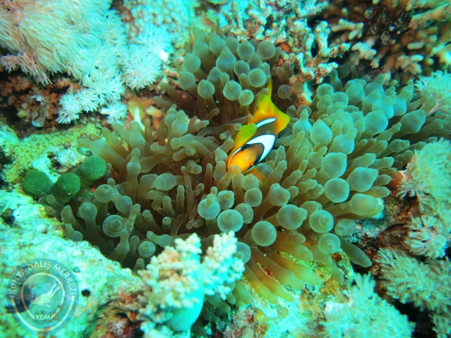 02-08 Aralık 2017 Sharm El Sheikh