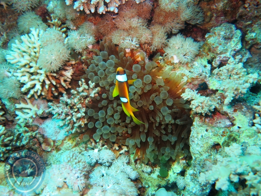 02-08 Aralık 2017 Sharm El Sheikh