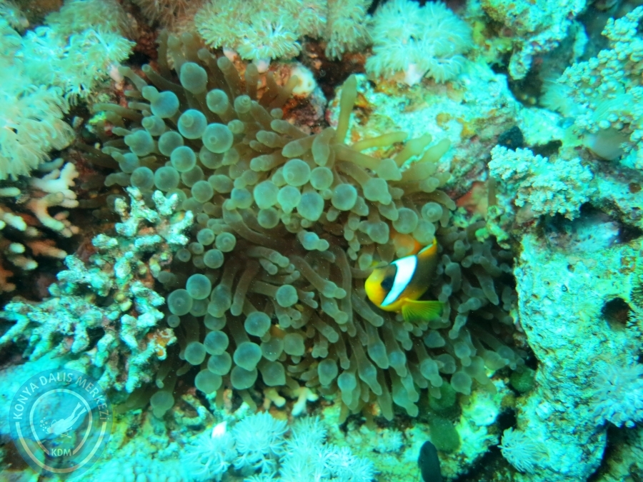 02-08 Aralık 2017 Sharm El Sheikh