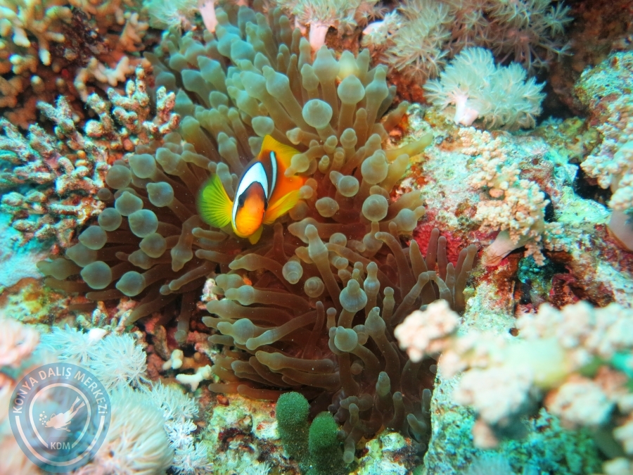 02-08 Aralık 2017 Sharm El Sheikh