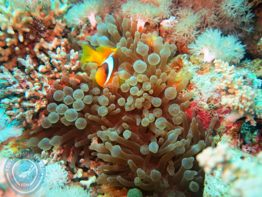 02-08 Aralık 2017 Sharm El Sheikh