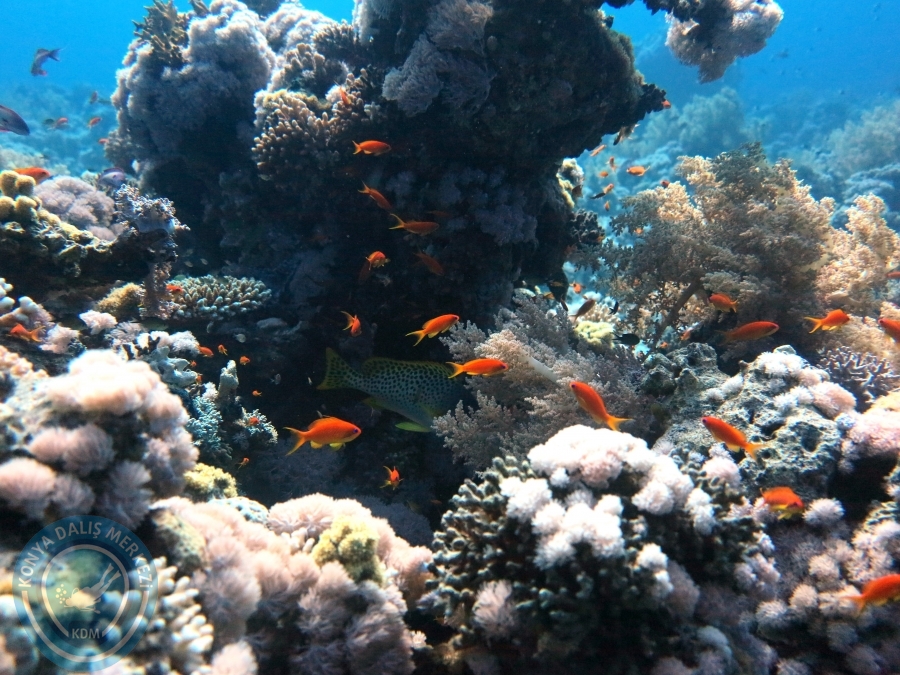 02-08 Aralık 2017 Sharm El Sheikh