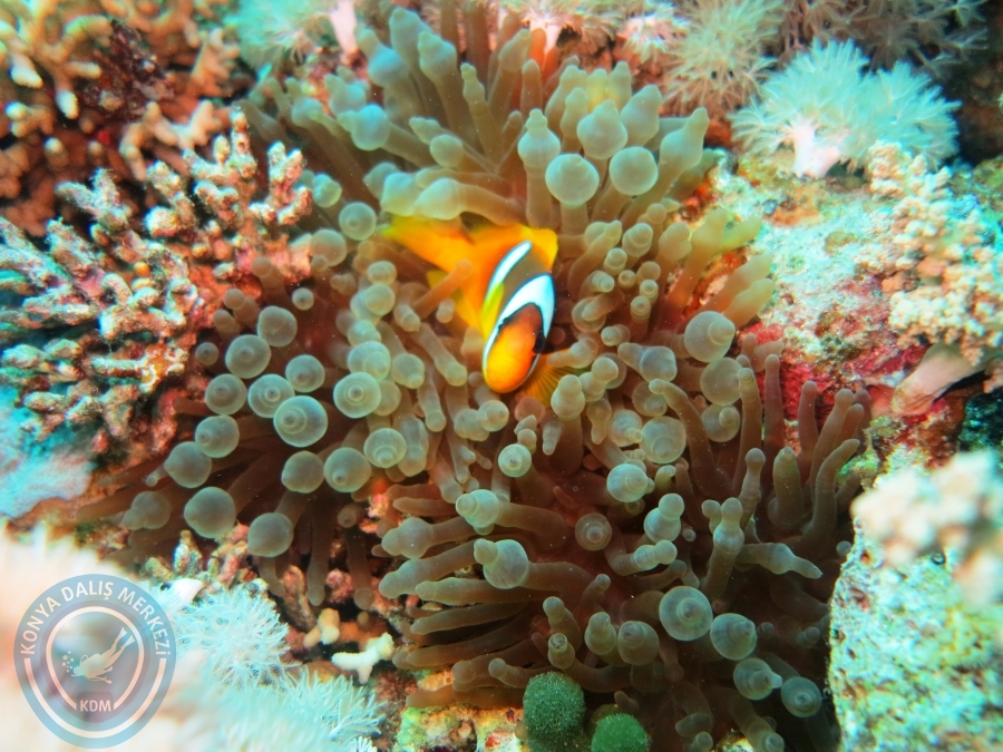 02-08 Aralık 2017 Sharm El Sheikh