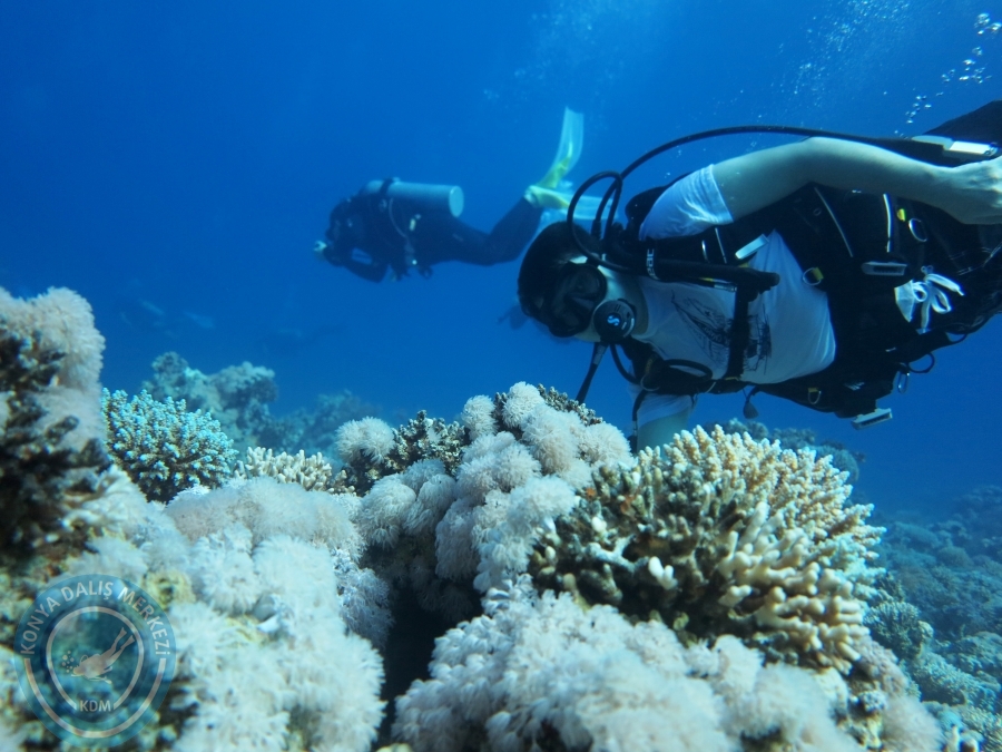 02-08 Aralık 2017 Sharm El Sheikh