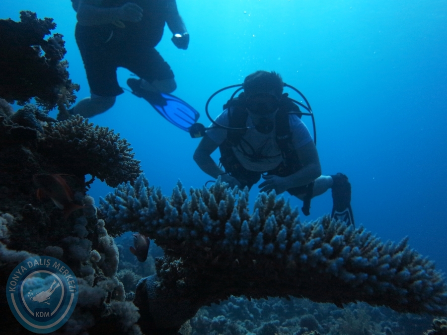 02-08 Aralık 2017 Sharm El Sheikh