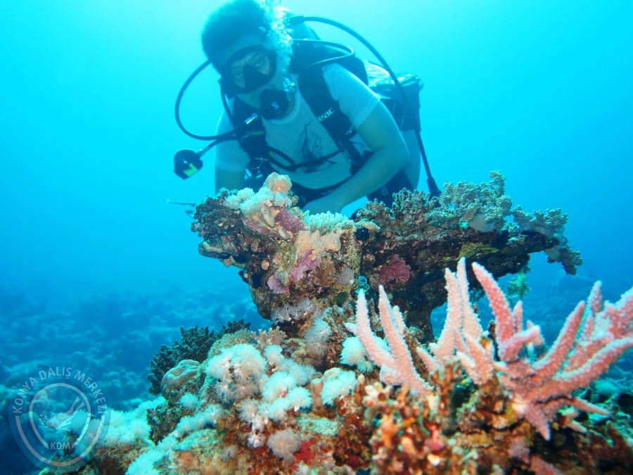 02-08 Aralık 2017 Sharm El Sheikh