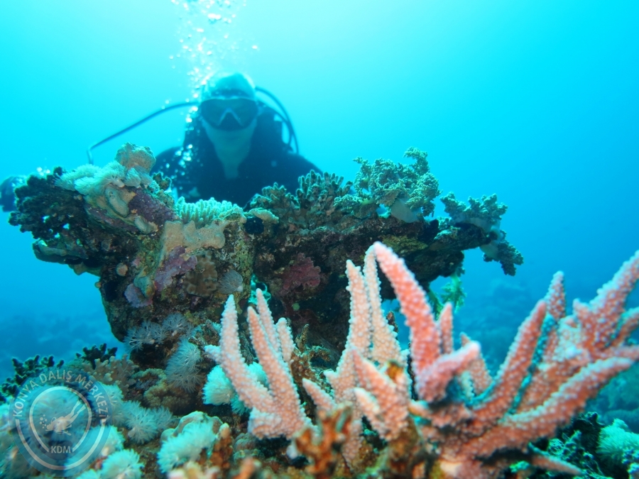 02-08 Aralık 2017 Sharm El Sheikh