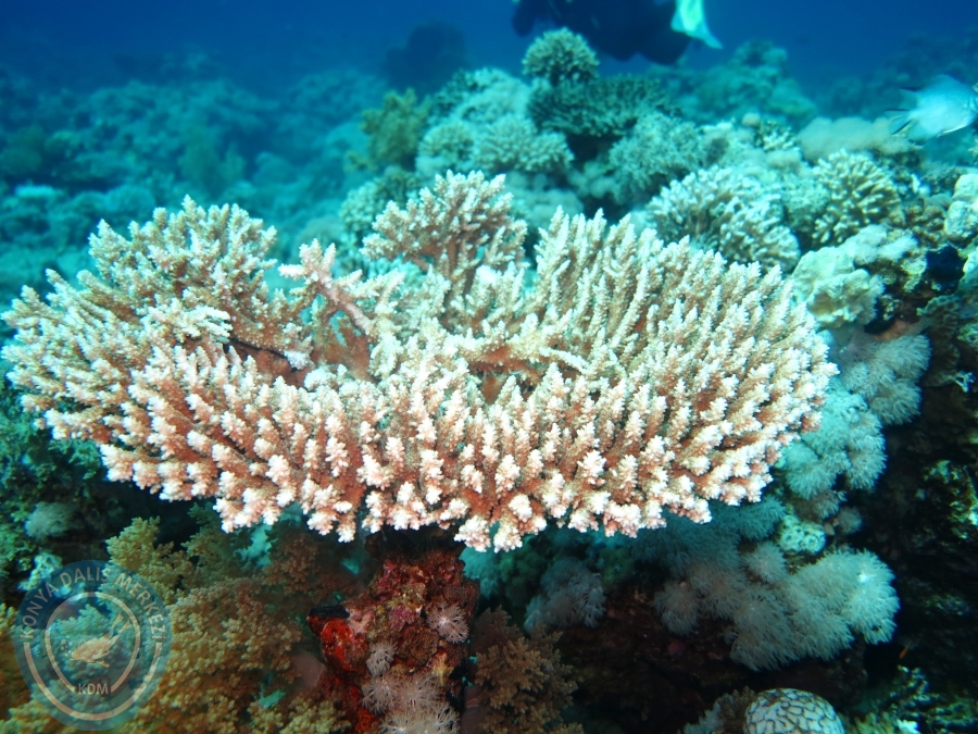 02-08 Aralık 2017 Sharm El Sheikh