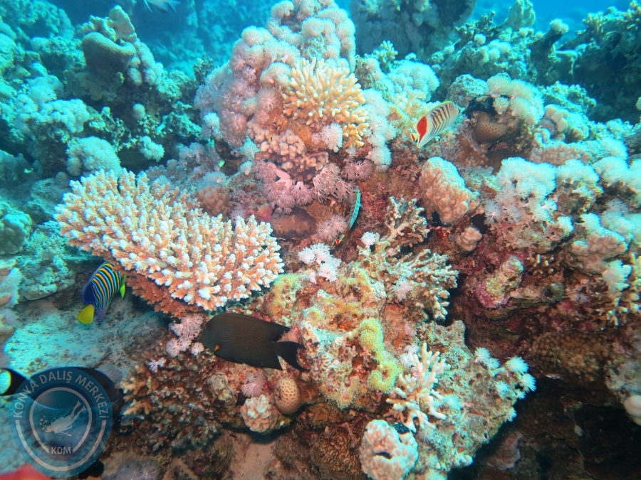 02-08 Aralık 2017 Sharm El Sheikh