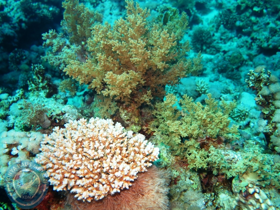 02-08 Aralık 2017 Sharm El Sheikh