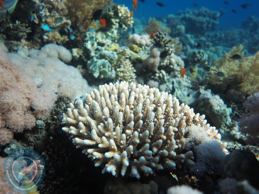 02-08 Aralık 2017 Sharm El Sheikh