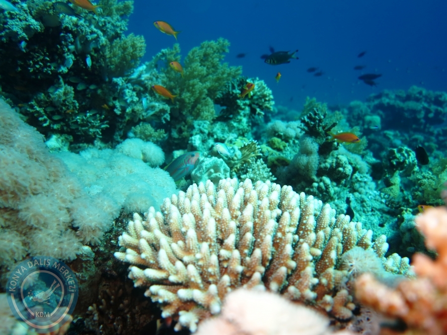 02-08 Aralık 2017 Sharm El Sheikh