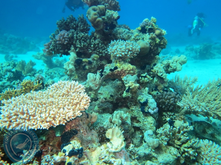 02-08 Aralık 2017 Sharm El Sheikh