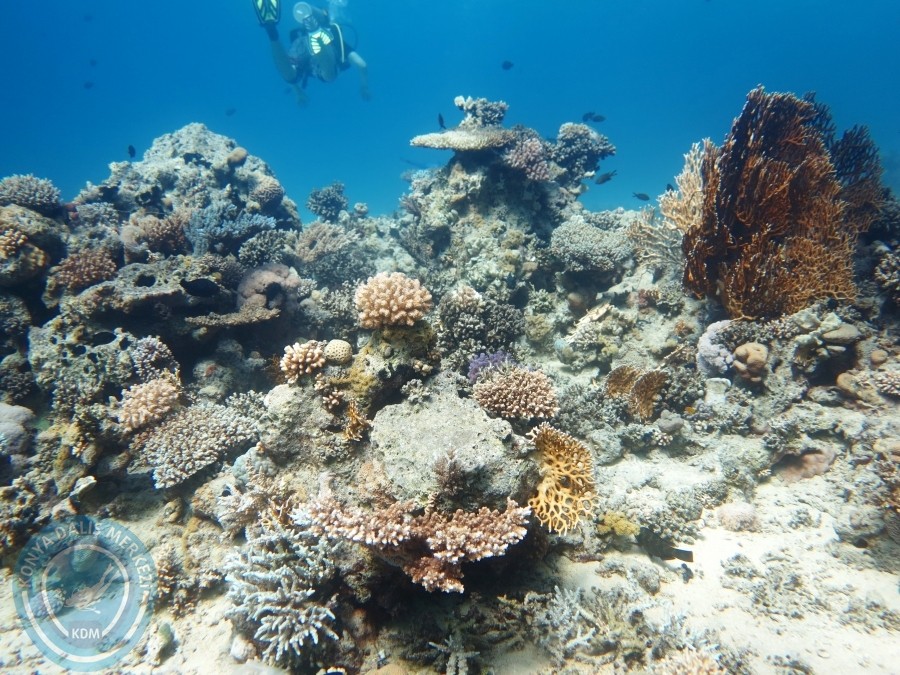 02-08 Aralık 2017 Sharm El Sheikh