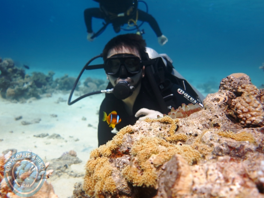 02-08 Aralık 2017 Sharm El Sheikh
