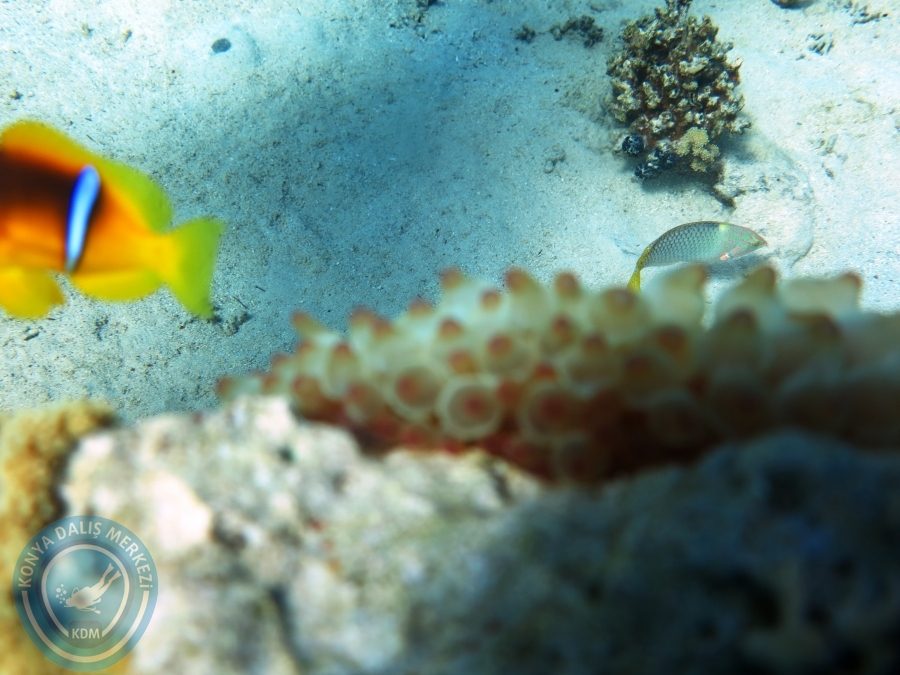 02-08 Aralık 2017 Sharm El Sheikh