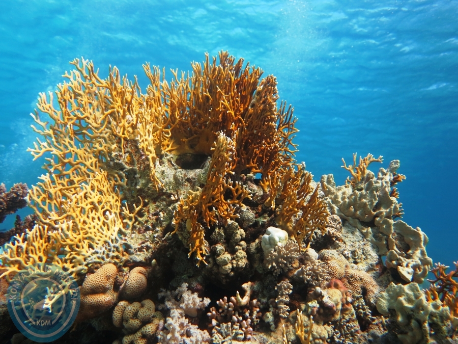 02-08 Aralık 2017 Sharm El Sheikh