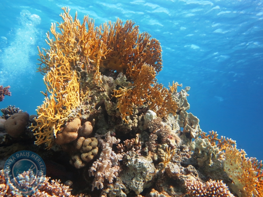 02-08 Aralık 2017 Sharm El Sheikh
