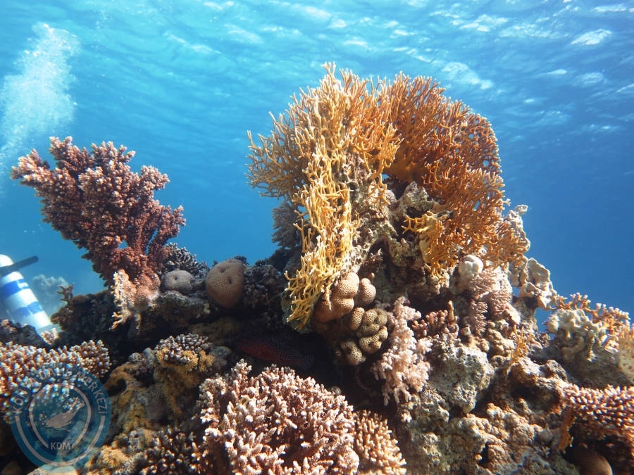 02-08 Aralık 2017 Sharm El Sheikh