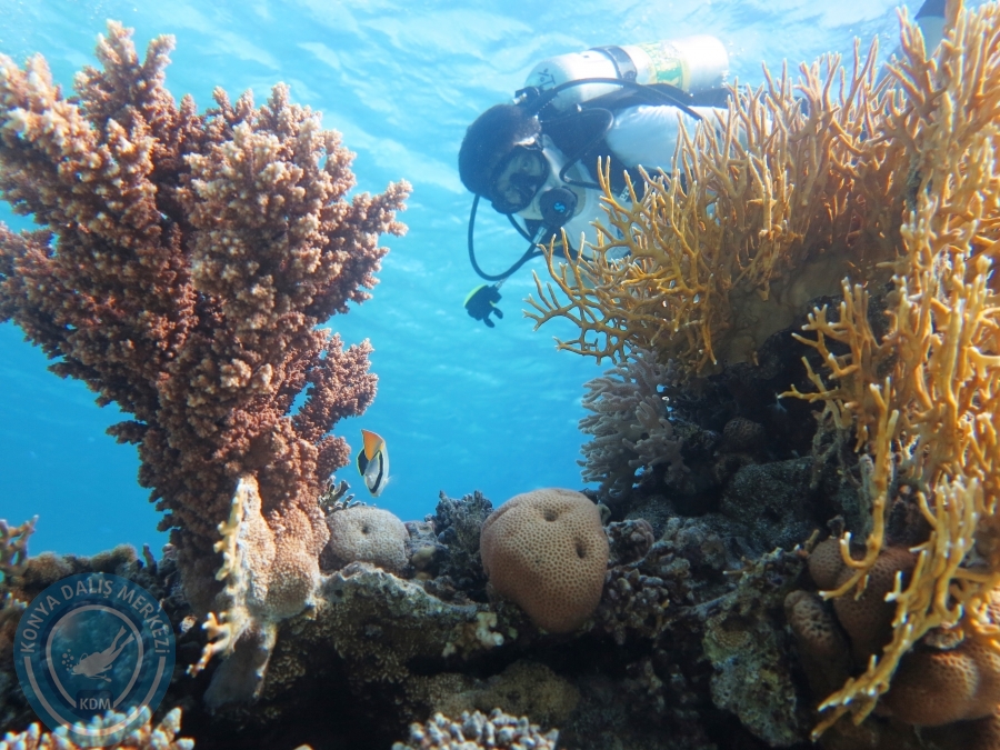 02-08 Aralık 2017 Sharm El Sheikh