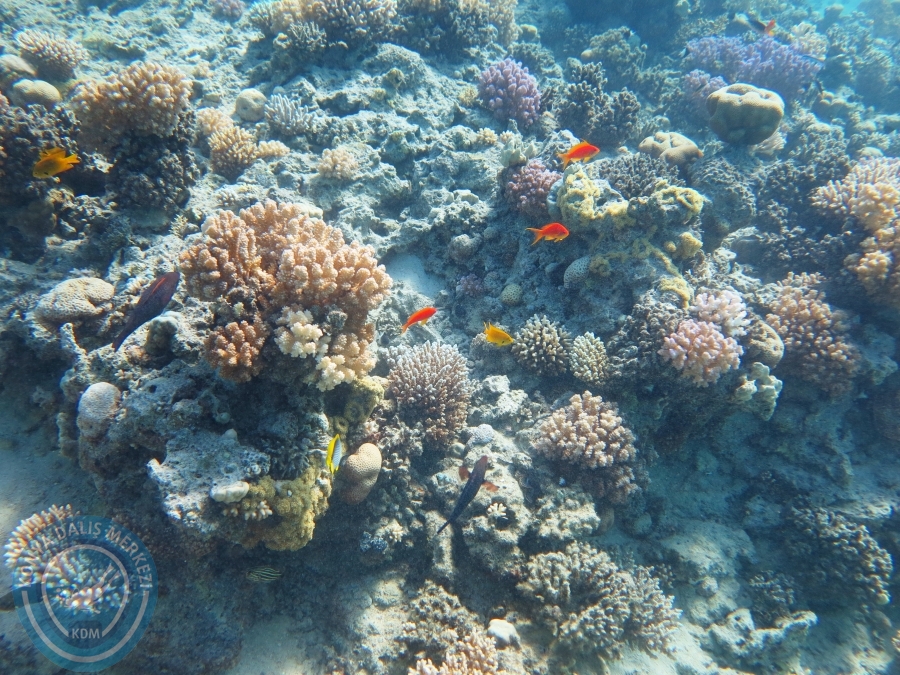 02-08 Aralık 2017 Sharm El Sheikh