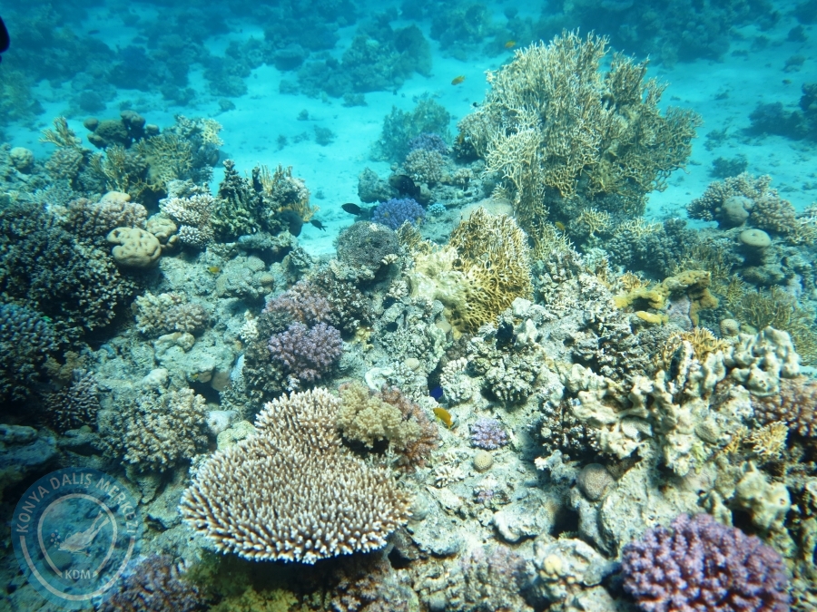 02-08 Aralık 2017 Sharm El Sheikh