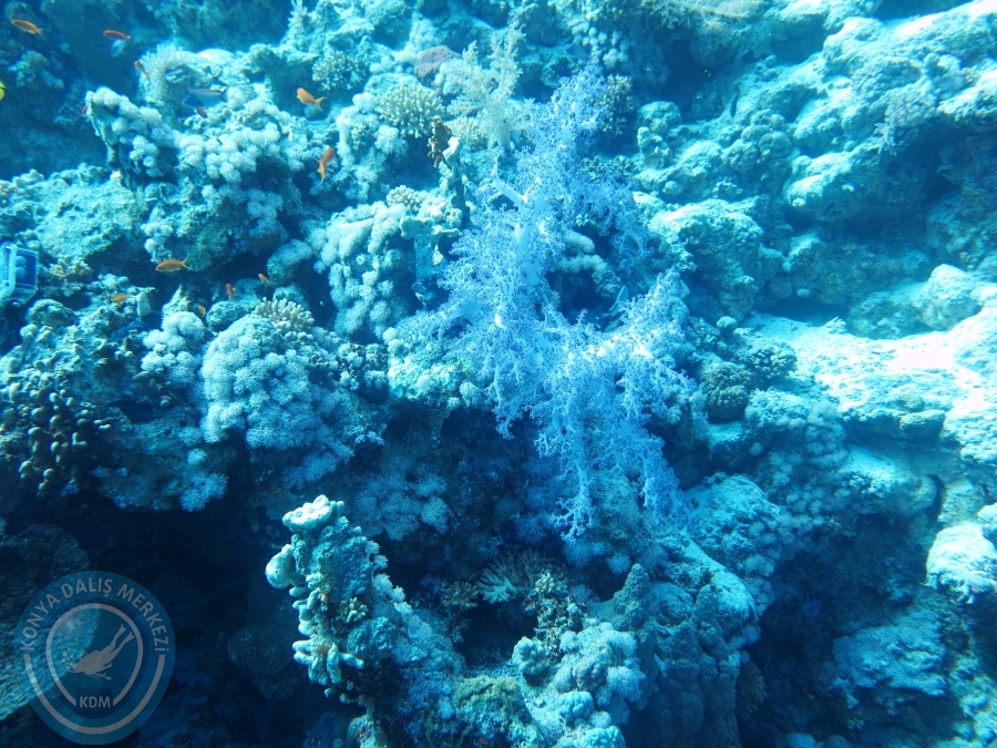 02-08 Aralık 2017 Sharm El Sheikh