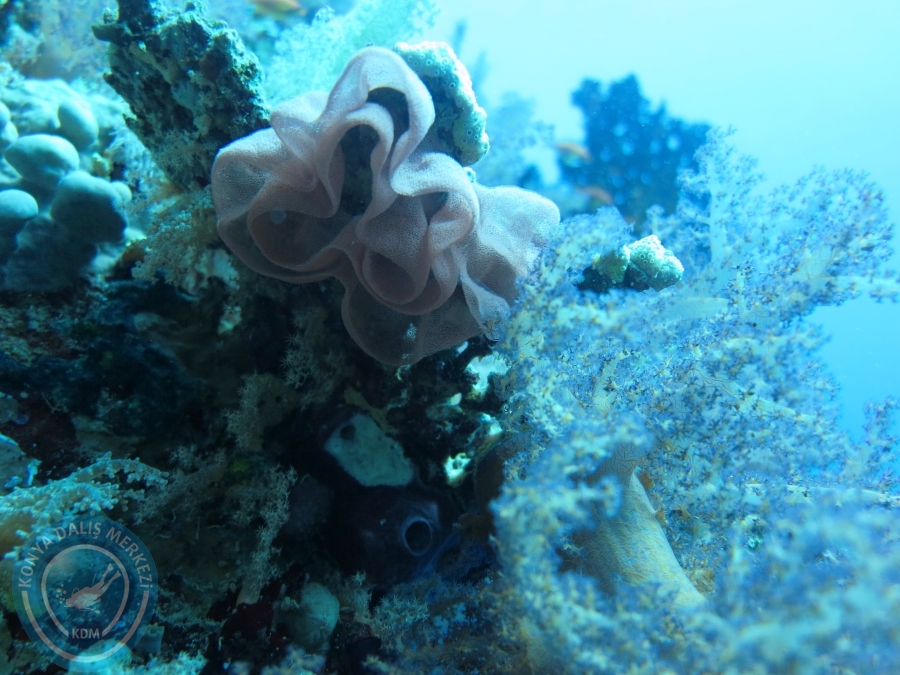 02-08 Aralık 2017 Sharm El Sheikh
