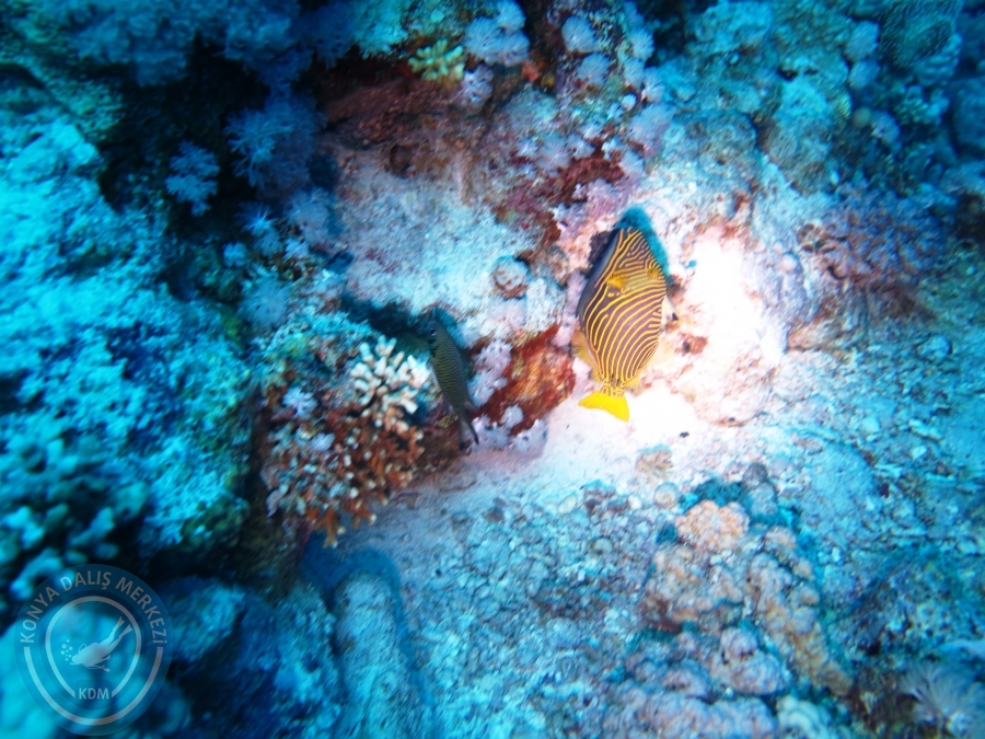 02-08 Aralık 2017 Sharm El Sheikh