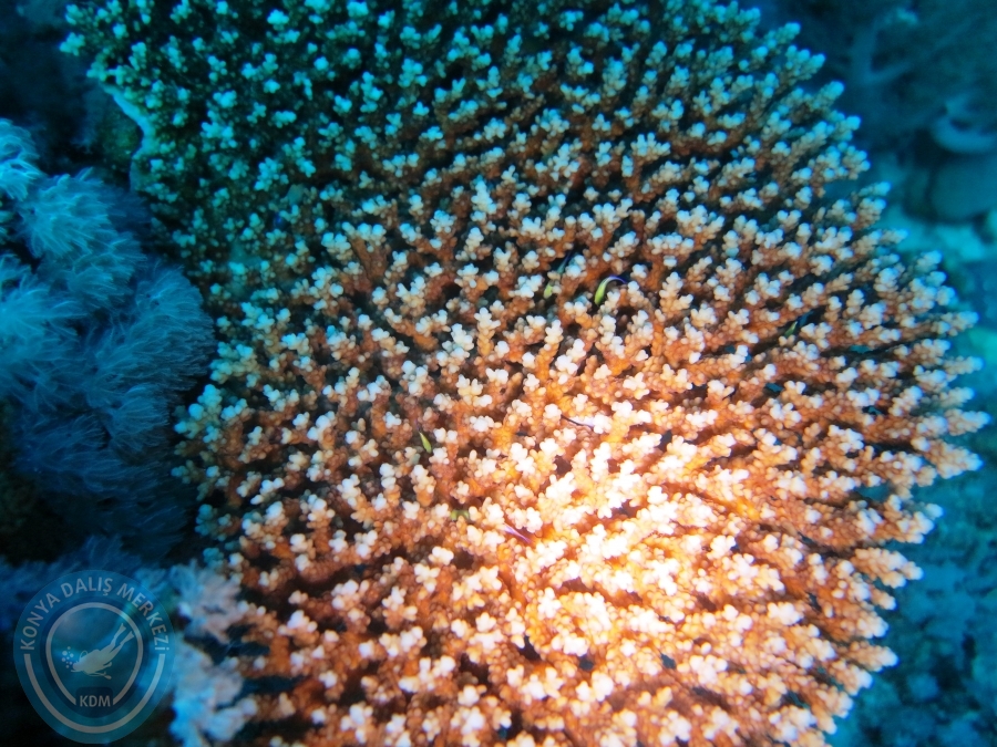 02-08 Aralık 2017 Sharm El Sheikh