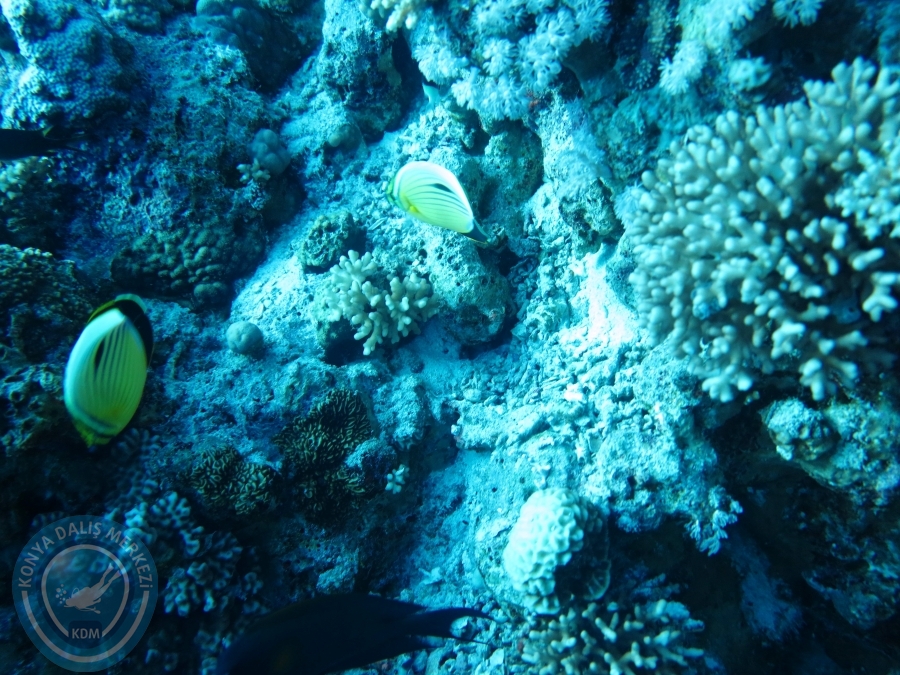 02-08 Aralık 2017 Sharm El Sheikh