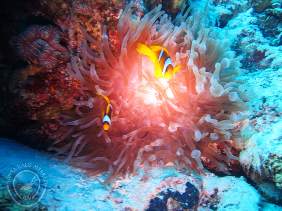02-08 Aralık 2017 Sharm El Sheikh