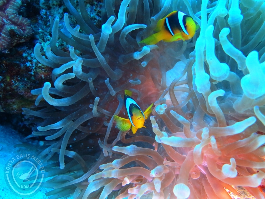 02-08 Aralık 2017 Sharm El Sheikh