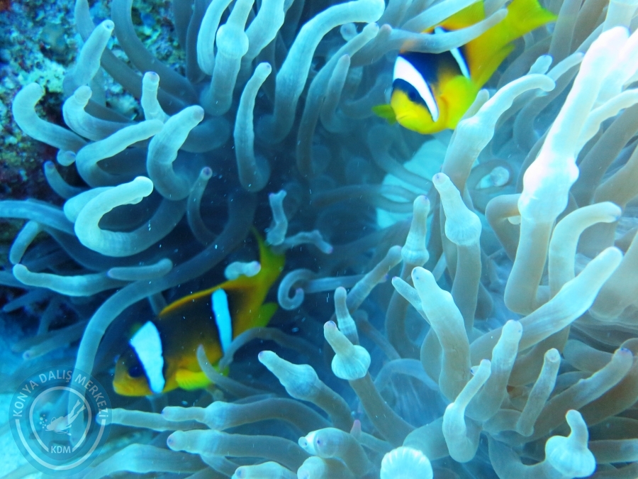 02-08 Aralık 2017 Sharm El Sheikh
