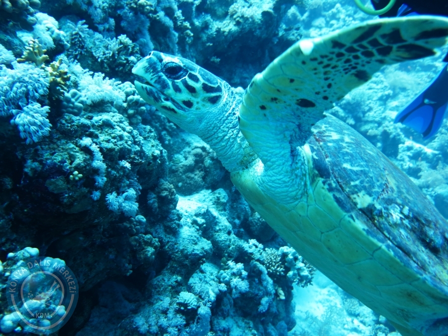02-08 Aralık 2017 Sharm El Sheikh