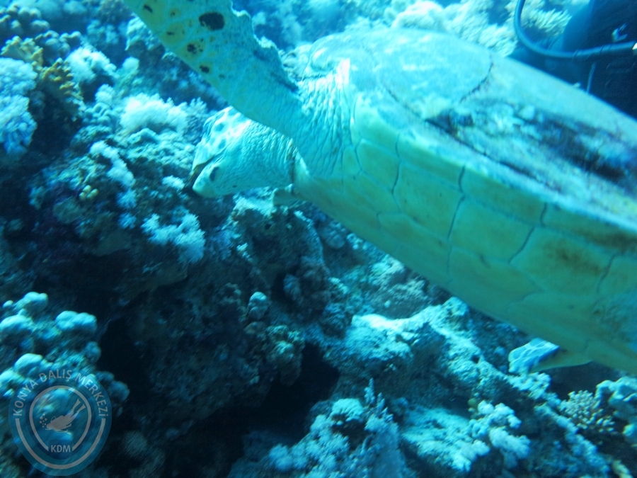 02-08 Aralık 2017 Sharm El Sheikh