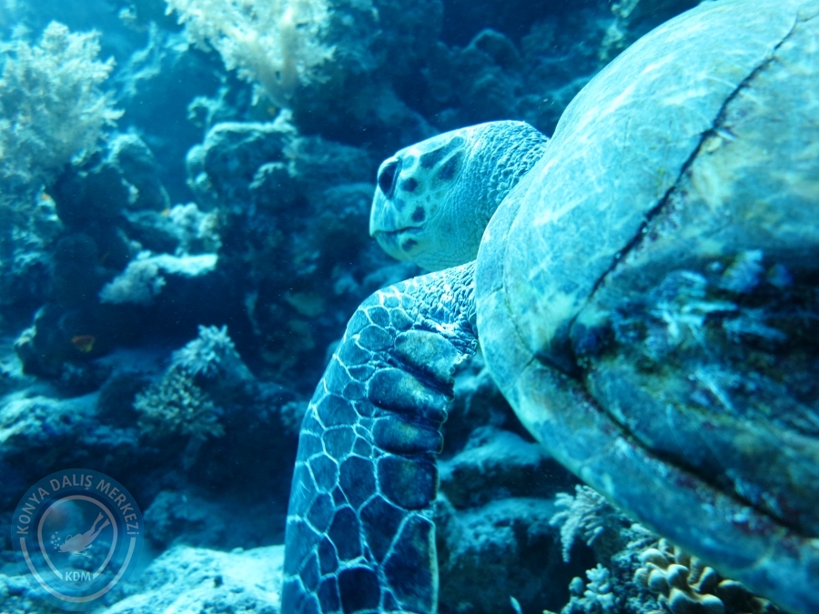 02-08 Aralık 2017 Sharm El Sheikh