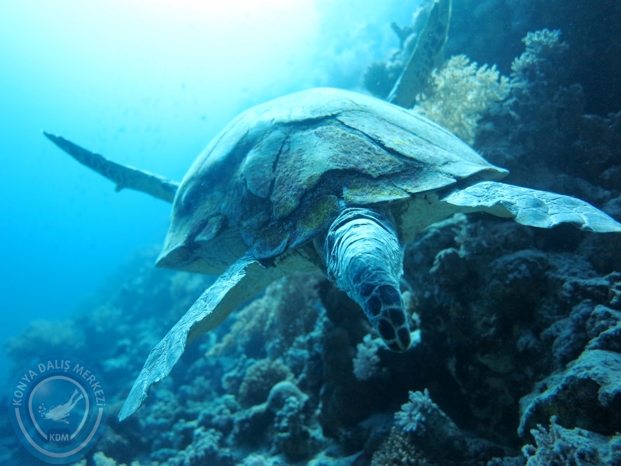 02-08 Aralık 2017 Sharm El Sheikh