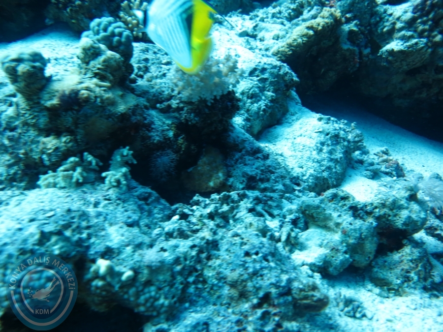 02-08 Aralık 2017 Sharm El Sheikh