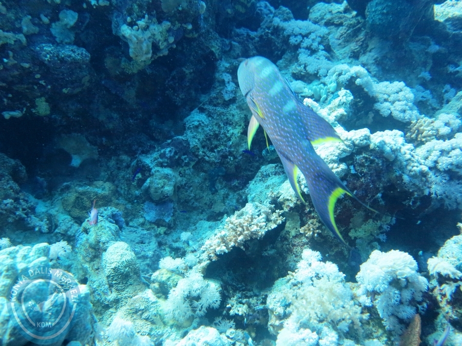 02-08 Aralık 2017 Sharm El Sheikh