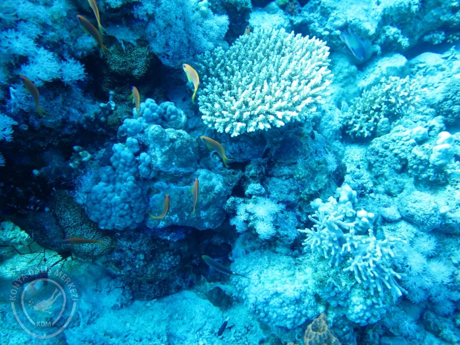 02-08 Aralık 2017 Sharm El Sheikh