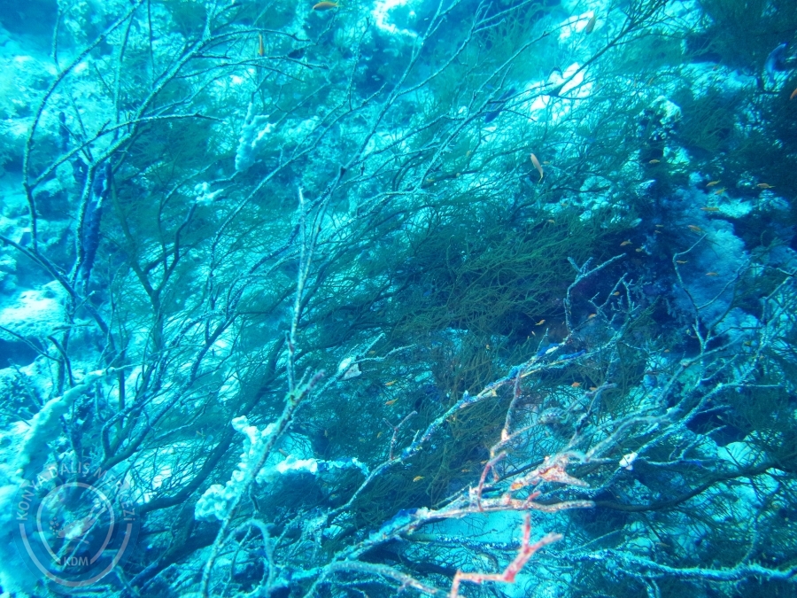 02-08 Aralık 2017 Sharm El Sheikh