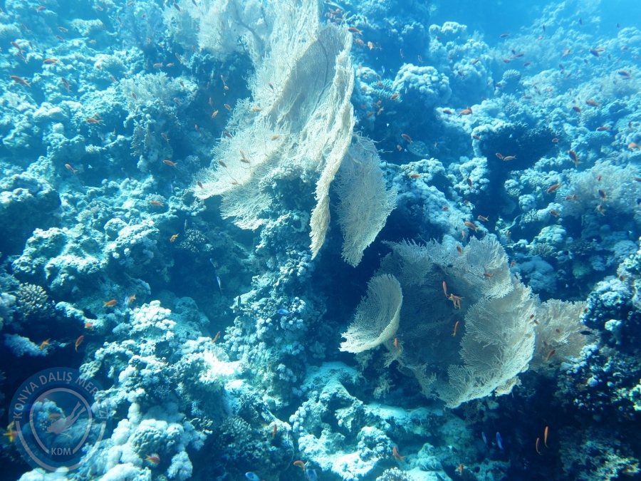 02-08 Aralık 2017 Sharm El Sheikh