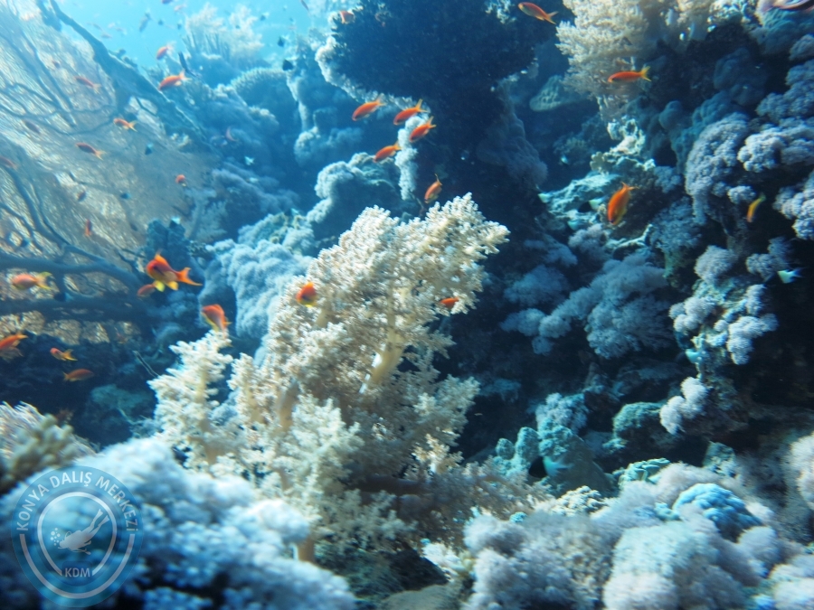 02-08 Aralık 2017 Sharm El Sheikh