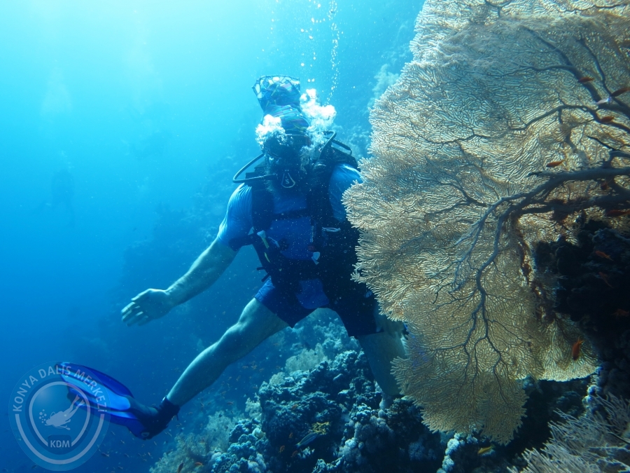 02-08 Aralık 2017 Sharm El Sheikh
