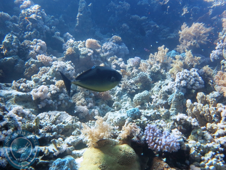 02-08 Aralık 2017 Sharm El Sheikh