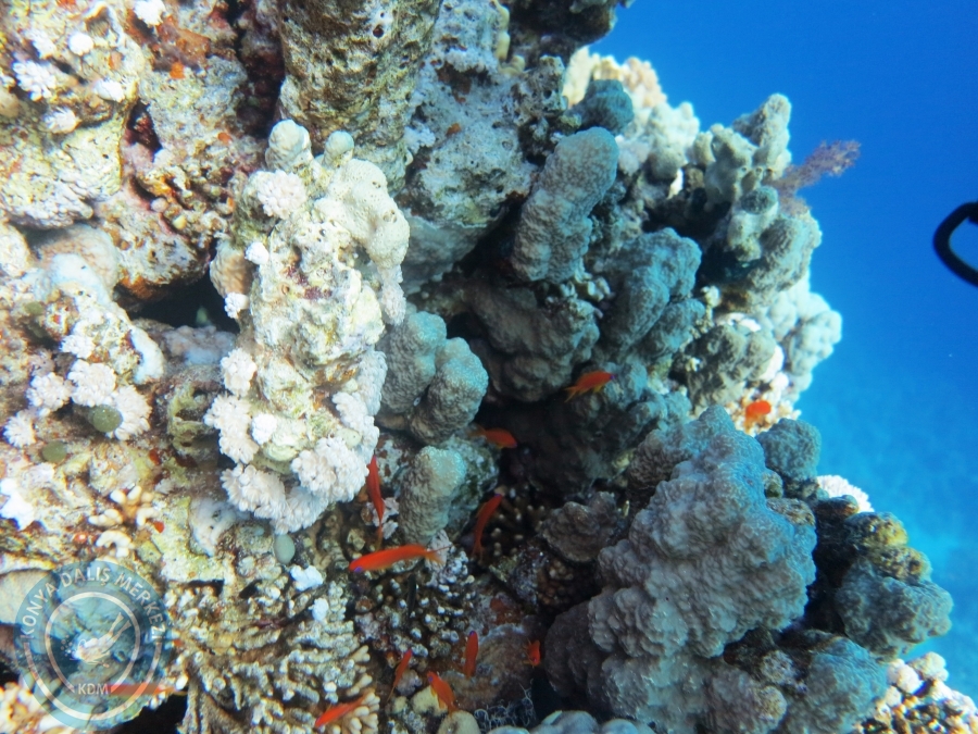 02-08 Aralık 2017 Sharm El Sheikh