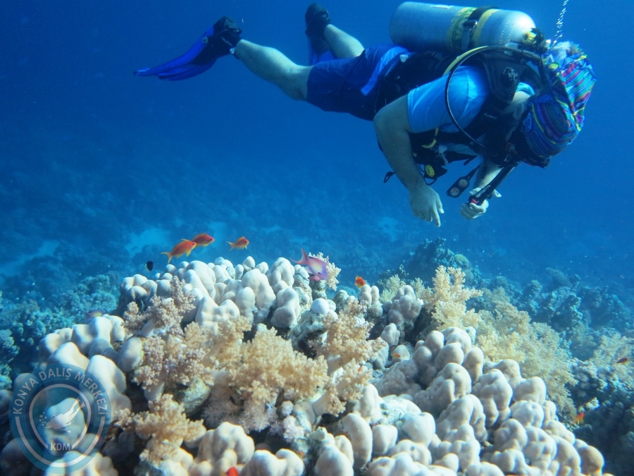 02-08 Aralık 2017 Sharm El Sheikh